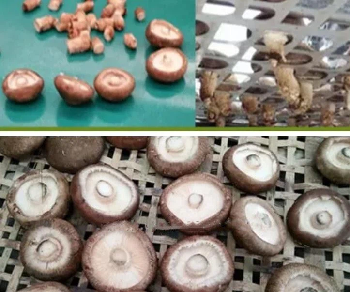 Mushroom Shiitake Stem Cutter