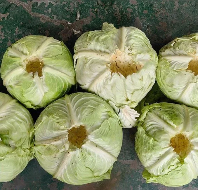Cabbage Root Cutter suppliers