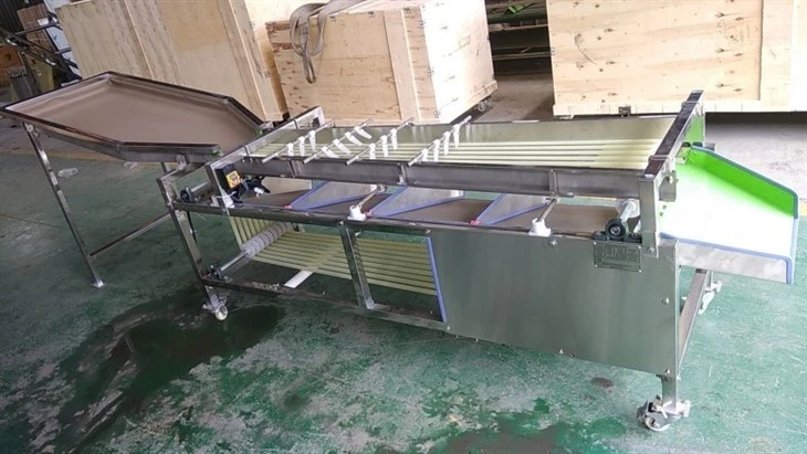 Olive Sorting Machine