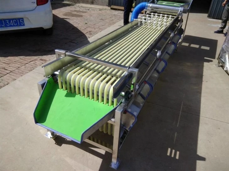 Olive Sorting Machine